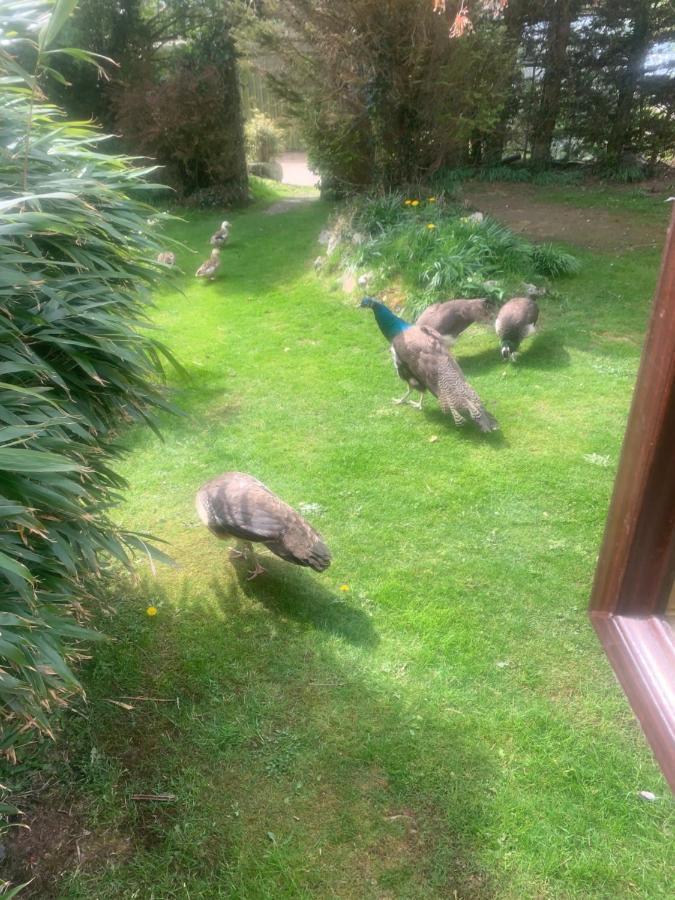 Heathergate Cottage Dartmoor Bnb Lydford Dış mekan fotoğraf