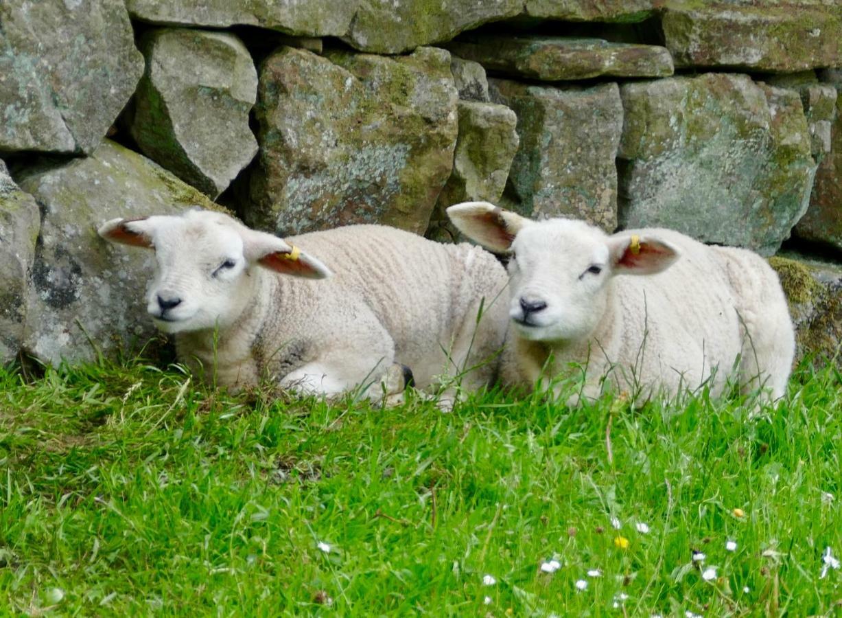 Heathergate Cottage Dartmoor Bnb Lydford Dış mekan fotoğraf