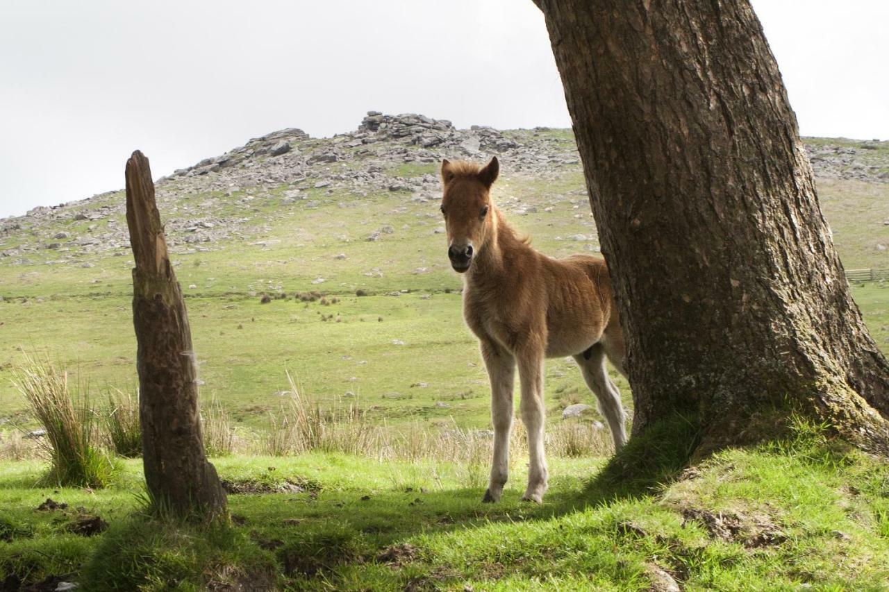 Heathergate Cottage Dartmoor Bnb Lydford Dış mekan fotoğraf